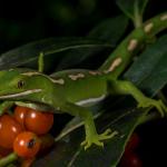 Aupōuri gecko in caprosma (North Cape, Northland). <a href="https://www.capturewild.co.nz/Reptiles-Amphibians/NZ-Reptiles-Amphibians/">© Euan Brook</a>