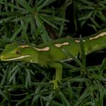 Aupōuri gecko (North Cape, Northland). <a href="https://www.capturewild.co.nz/Reptiles-Amphibians/NZ-Reptiles-Amphibians/">© Euan Brook</a>