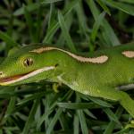 Aupōuri gecko (North Cape, Northland). <a href="https://www.capturewild.co.nz/Reptiles-Amphibians/NZ-Reptiles-Amphibians/">© Euan Brook</a>