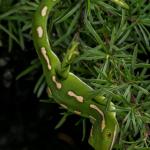 Aupōuri gecko (North Cape, Northland). <a href="https://www.capturewild.co.nz/Reptiles-Amphibians/NZ-Reptiles-Amphibians/">© Euan Brook</a>