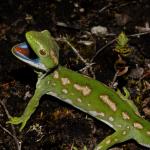 Northland green gecko in aggressive display (Northland). <a href="https://www.seacologynz.com/index">© Crispin Middleton</a>