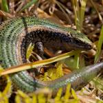 Stewart Island green skink (Whenua Hou/Codfish Island, Stewart Island). <a href="https://zoom-ology.com/">© Tom Miles</a>