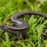 Tātahi skink (Northland) <a href="https://www.capturewild.co.nz/Reptiles-Amphibians/NZ-Reptiles-Amphibians/">© Euan Brook</a>