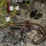 Burgan skink (Rock and Pillar Range, Otago). <a href="https://www.flickr.com/photos/rocknvole/">© Tony Jewell</a>