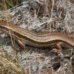 Burgan skink (Rock and Pillar Range, Otago). <a href="https://www.flickr.com/photos/rocknvole/">© Tony Jewell</a>