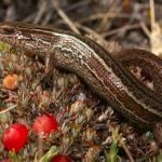 Burgan skink (Rock and Pillar Range, Otago). <a href="https://www.flickr.com/photos/rocknvole/">© Tony Jewell</a>