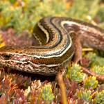 Burgan skink (Rock and Pillar Range, Otago). <a href="https://www.flickr.com/photos/rocknvole/">© Tony Jewell</a>