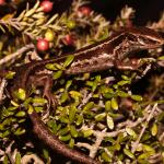 Burgan skink (Rock and Pillar Range, Otago). <a href="https://www.flickr.com/photos/rocknvole/">© Tony Jewell</a>