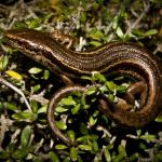 Burgan skink (Rock and Pillar Range, Otago). <a href="https://www.flickr.com/photos/rocknvole/">© Tony Jewell</a>