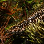 Green skink (Seaward Moss, Southland). <a href="https://www.flickr.com/photos/rocknvole/">© Tony Jewell</a>