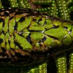 Green skink (Seaward Moss, Southland). <a href="https://www.flickr.com/photos/rocknvole/">© Tony Jewell</a>