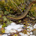 Green skink (Awarua Bay, Southland). <a href="https://www.flickr.com/photos/rocknvole/">© Tony Jewell</a>