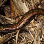 Green skink (Seaward Moss, Southland). <a href="https://www.flickr.com/photos/rocknvole/">© Tony Jewell</a>