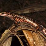 Green skink (Seaward Moss, Southland). <a href="https://www.flickr.com/photos/rocknvole/">© Tony Jewell</a>