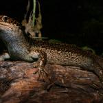 Adult Falla's skink on Great Island, Three Kings Islands. <a href="https://www.flickr.com/photos/rocknvole/">© Tony Jewell</a>