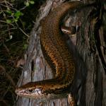 Adult Falla's skink on Great Island, Three Kings Islands. <a href="https://www.flickr.com/photos/rocknvole/">© Tony Jewell</a>