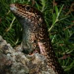 Adult Falla's skink on Great Island, Three Kings Islands. <a href="https://www.flickr.com/photos/rocknvole/">© Tony Jewell</a>