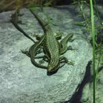 Eastern grand skink (Auckland Zoo). © Ben Goodwin