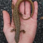 Chevron skink (Aotea / Great Barrier Island). © Ben Goodwin