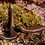 Barrier skinks on Barrier Knob (Darran Mountains, Fiordland National Park). <a href="https://www.flickr.com/photos/rocknvole/">© Tony Jewell</a> 