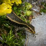 A barrier skink on Barrier Knob (Darran Mountains, Fiordland National Park). <a href="https://www.flickr.com/photos/rocknvole/">© Tony Jewell</a>