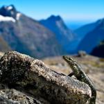 A barrier skink on Barrier Knob (Darran Mountains, Fiordland National Park). <a href="https://www.flickr.com/photos/rocknvole/">© Tony Jewell</a>