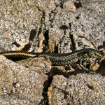 A barrier skink on Barrier Knob (Darran Mountains, Fiordland National Park). <a href="https://www.flickr.com/photos/rocknvole/">© Tony Jewell</a>