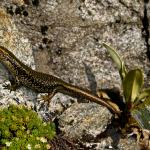 A barrier skink on Barrier Knob (Darran Mountains, Fiordland National Park). <a href="https://www.flickr.com/photos/rocknvole/">© Tony Jewell</a>