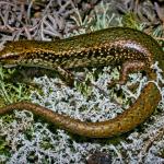 Northern spotted skink (Nelson). <a href="https://www.flickr.com/photos/rocknvole/">© Tony Jewell</a>