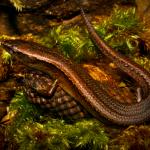 Slight skink (Aupouri Peninsula, Northland). <a href="https://www.flickr.com/photos/rocknvole/">© Tony Jewell</a>