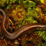 Slight skink (Aupouri Peninsula, Northland). <a href="https://www.flickr.com/photos/rocknvole/">© Tony Jewell</a>