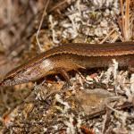 Slight skink (Aupouri Peninsula, Northland). <a href="https://www.flickr.com/photos/rocknvole/">© Tony Jewell</a>