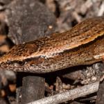 Slight skink (Aupouri Peninsula, Northland). <a href="https://www.flickr.com/photos/rocknvole/">© Tony Jewell</a>