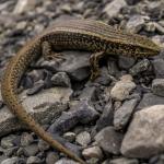 Canterbury spotted skink in boulderfield (Canterbury high country). <a href="https://www.capturewild.co.nz/Reptiles-Amphibians/NZ-Reptiles-Amphibians/">© Euan Brook</a>