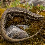 Canterbury spotted skink sitting amongst moss (Canterbury high country). <a href="https://www.capturewild.co.nz/Reptiles-Amphibians/NZ-Reptiles-Amphibians/">© Euan Brook</a>