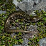 Canterbury spotted skink in boulderfield (Canterbury high country). <a href="https://www.capturewild.co.nz/Reptiles-Amphibians/NZ-Reptiles-Amphibians/">© Euan Brook</a>