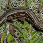 McCann's skink. <a href="https://www.capturewild.co.nz/Reptiles-Amphibians/NZ-Reptiles-Amphibians/">© Euan Brook</a>