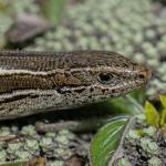 McCann's skink. <a href="https://www.capturewild.co.nz/Reptiles-Amphibians/NZ-Reptiles-Amphibians/">© Euan Brook</a>