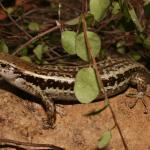 Small-scaled skink (central North Island). <a href="https://www.flickr.com/photos/rocknvole/">© Tony Jewell</a>