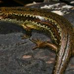 Newman's speckled skink (West Coast). <a href="https://www.flickr.com/photos/rocknvole/">© Tony Jewell</a>