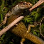 Newman's speckled skink (Stephen's Island, Marlborough Sounds). <a href="https://www.flickr.com/photos/rocknvole/">© Tony Jewell</a>