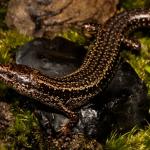 Newman's speckled skink (West Coast). <a href="https://www.flickr.com/photos/rocknvole/">© Tony Jewell</a>