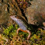 Newman's speckled skink (Nelson Lakes, Tasman). <a href="https://www.flickr.com/photos/rocknvole/">© Tony Jewell</a>