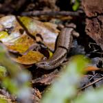 Southern skink (Whenua Hou/Codfish Island, Stewart Island). <a href="https://zoom-ology.com/">© Tom Miles</a>