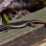 Southern skink (Whenua Hou/Codfish Island, Stewart Island). <a href="https://zoom-ology.com/">© Tom Miles</a>