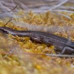 Southern skink (Whenua Hou/Codfish Island, Stewart Island). <a href="https://zoom-ology.com/">© Tom Miles</a>