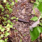 Northern grass skink (Matiu / Somes Island, Wellington). <a href="https://www.instagram.com/nickharker.nz/">© Nick Harker</a>