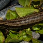 Northern grass skink (Greymouth, West Coast). <a href="https://www.flickr.com/photos/rocknvole/">© Tony Jewell</a>