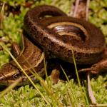 Eyres skink (Eyre mountains, Otago). <a href="https://www.flickr.com/photos/rocknvole/">© Tony Jewell</a>