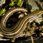 Eyre's skink (Eyre mountains, Otago). <a href="https://www.flickr.com/photos/rocknvole/">© Tony Jewell</a>